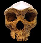 Replica of the Kabwe skull