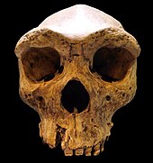 Replica of Kabwe 1 skull
