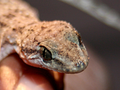 Salamanquesa (Hemidactylus brooki haitianus)