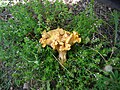 Cantharellus cibarius of Sumadija