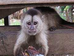 Wedge-capped capuchin