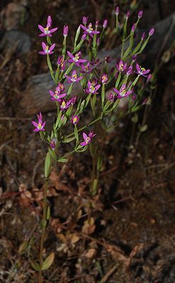 Шенкия колосовидная (Schenkia spicata)