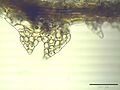 Cephalozia connivens, a leafy liverwort which lacks oil bodies