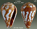 Conus bulbus Reeve, L.A., 1843