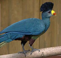 Great Blue Turaco