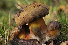 Cyanoboletus pulverulentus