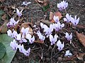 Cyclamen hederifolium clump