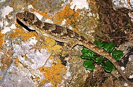 Hoplodactylus duvaucelii