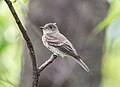 Image 7Eastern wood pewee in Central Park