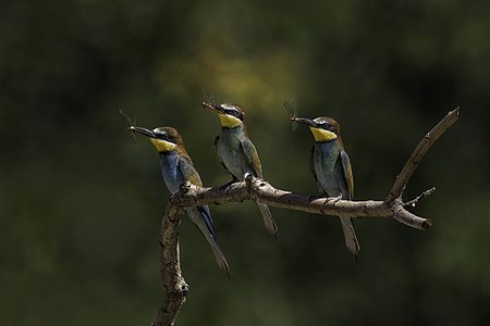 European bee-eaters, by Charlesjsharp