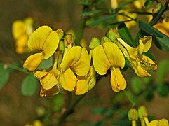 Fabaceae (Hippocrepis emerus)