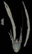 Fennerogalathea cultrata