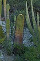 Mature plant on Santa Catalina Island