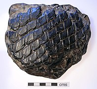 Ganoid scales on a fossilised Lepidotes, circa. 130 mya