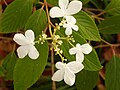 Fleurs blanches en forme de papillon