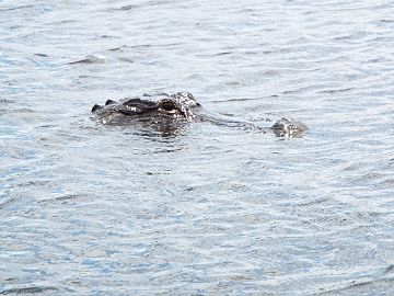 Aligator u Nacionalnom parku Everglejds