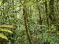 Image 39Tropical montane forest at around 2,000 m in Malaysia (from Montane ecosystems)