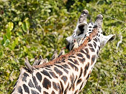 Row of red-billed oxpeckers on a Thornicroft's giraffe, Zambia