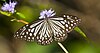 Glassy Tiger butterfly. Photo by Ajith.U.