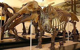 Скелет Gomphotherium productum в Американском музее естественной истории