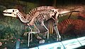 Hadrosauroid Dinosaur skeleton found on (and named for) Mazongshan: Gongpoquansaurus mazongshanensis.