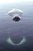 Bowhead whale sleeping