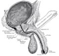 Sezione verticale di vescica, uretra e pene.