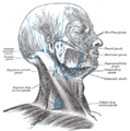 Superficial lymph glands and lymphatic vessels of head and neck.