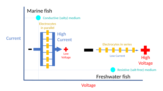 diagram showing why freshwater electric fish need to produce a high voltage