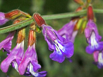 Salvia ringens