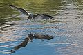 Larus Canus fishing (1)