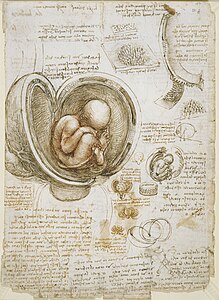 Studies of the Fetus in the Womb, by Leonardo da Vinci
