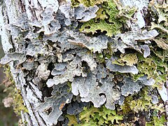 Description de l'image Lobaria scrobiculata R1.jpg.