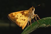 Adult male, ventral view of wings.