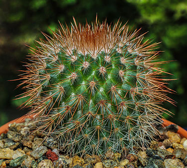 Mammillaria spinosissima