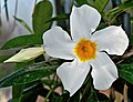 Mandevilla boliviensis