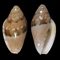 Marginella bavayi Senegal (Gorée Is.)