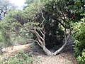 In the Australian National Botanic Gardens