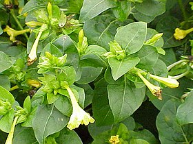 Mirabilis jalapa