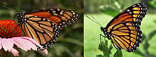 Comparison of the wings in ventral view of a monarch (left) and its viceroy mimic (Limenitis archippus).