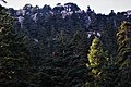 Pinsapos (Abies pinsapo), un abeto endémico del norte de Marruecos y sur de España.