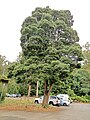 Tree outside Mount Field National Park