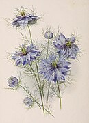 Nigella damascena