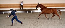 cheval roux tenu en longe et trottant derrière un homme.