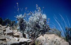 Description de l'image Parthenium argentatum (USDA).jpg.