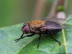 Pollenia rudis