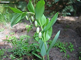 Kalliokielo (Polygonatum odoratum)