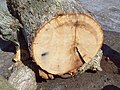 After tree was removed - fallen trunk