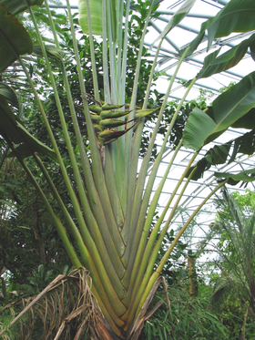 Ravenala madagascariensis