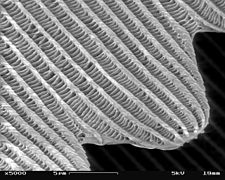 SEM image of a Peacock wing, slant view 4